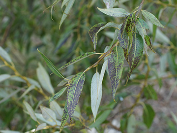 Salix rubens