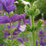 Salvia viridis - Buntschopf-Salbei