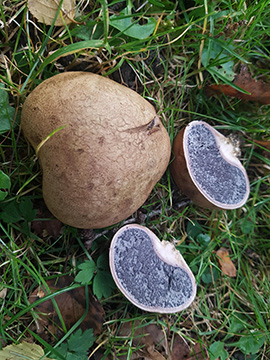 Scleroderma citrinum