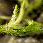 Selaginella kraussiana - Feingliedriger Moosfarn