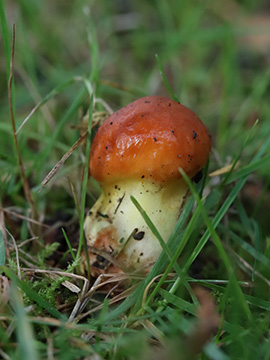 Suillus grevillei