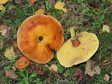 Suillus grevillei