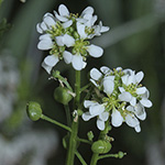 Cochlearia officinalis - Gebräuchliches Löffelkraut