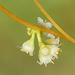 Cuscuta campestris - Nordamerikanische Seide
