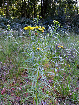 Euthamia graminifolia