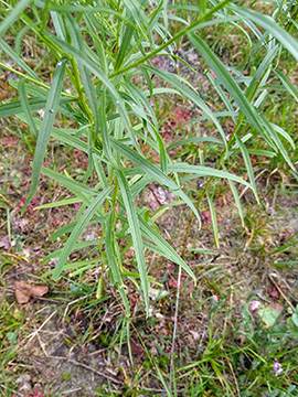 Euthamia graminifolia