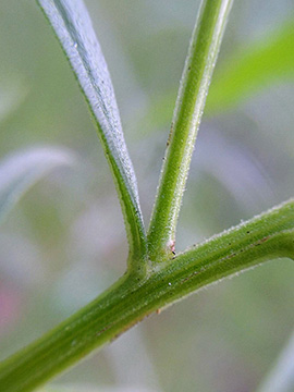 Euthamia graminifolia
