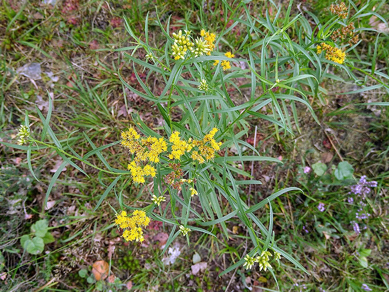 Euthamia graminifolia