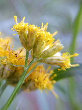 Euthamia graminifolia