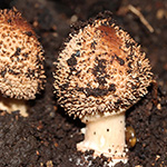 Lepiota aspera - Spitzschuppiger Stachelschirmling