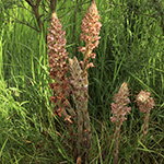 Orobanche rapum-genistae - Ginster-Sommerwurz