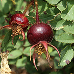 Rosa spinosissima - Bibernell-Rose