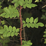 Rosa spinosissima - Bibernell-Rose