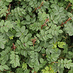 Rosa spinosissima - Bibernell-Rose
