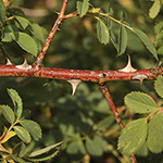 Rosa subcanina - Mittelgebirgs-Hunds-Rose