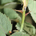 Rosa villosa - Apfel-Rose