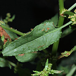 Rumex conglomeratus - Knäuel-Ampfer