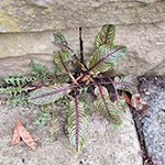 Rumex sanguineus - Blut-Ampfer