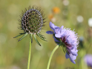 Scabiosa pratensis