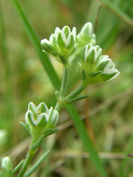 Scleranthus perennis