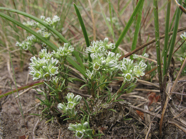 Scleranthus perennis