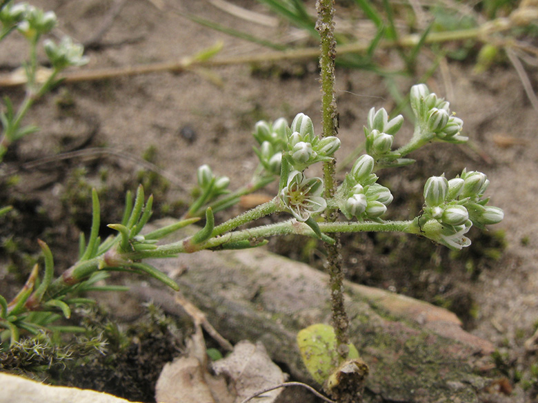 Scleranthus perennis
