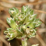 Scleranthus polycarpos