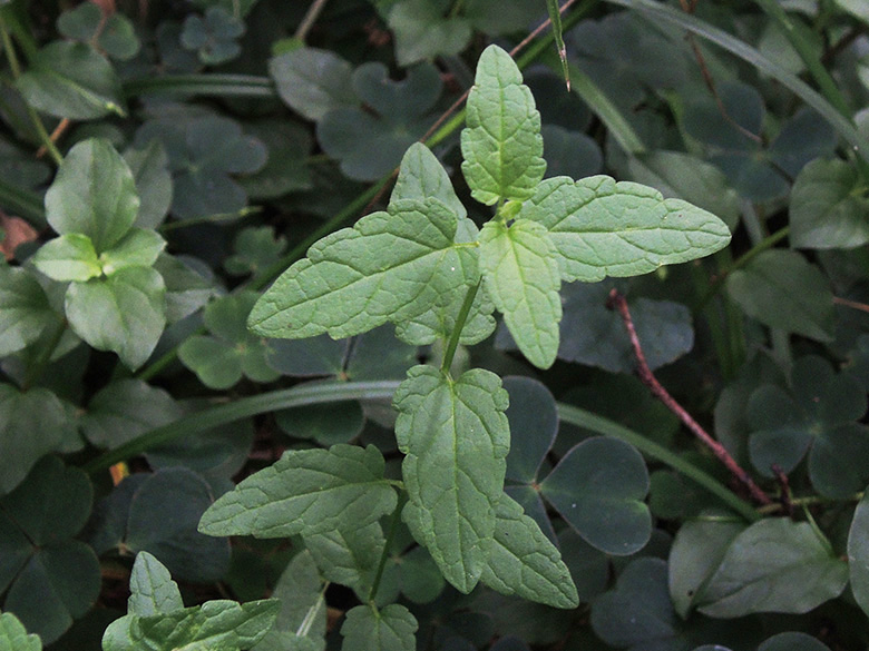 Scutellaria minor
