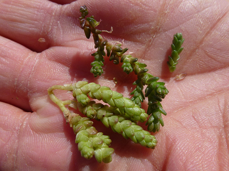 Sedum acre