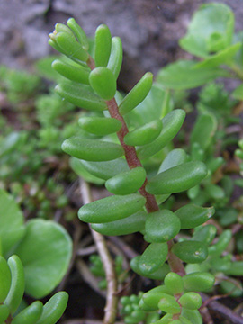 Sedum album