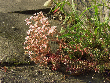 Sedum album