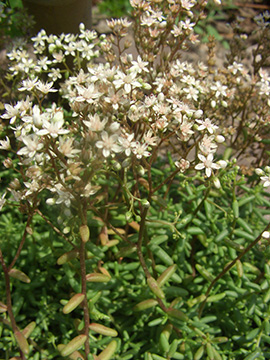 Sedum album