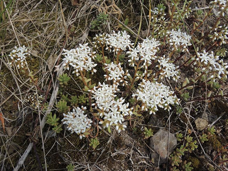 Sedum album