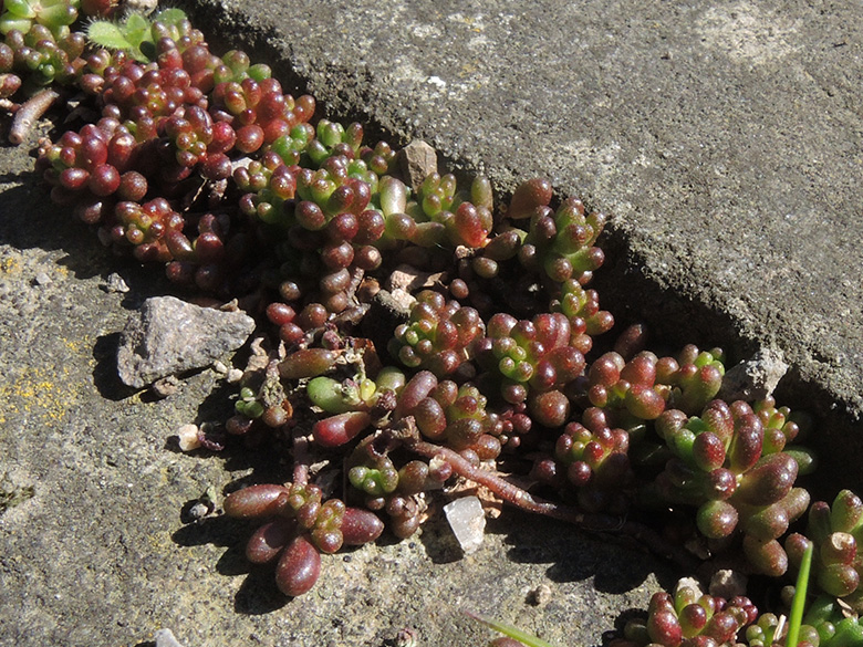 Sedum album