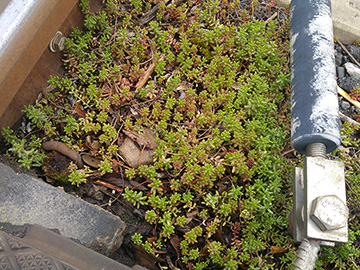 Sedum album