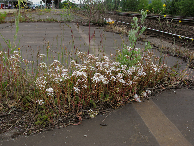 Sedum album