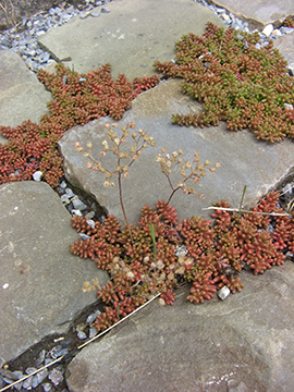 Sedum album