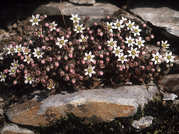 Sedum dasyphyllum