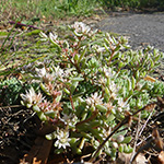 Sedum hispanicum - Spanische Fetthenne