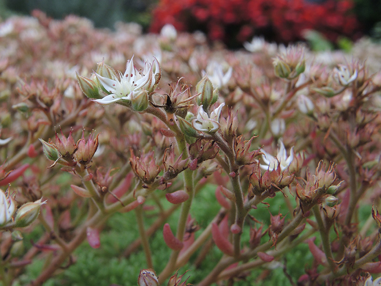 Sedum pallidum 