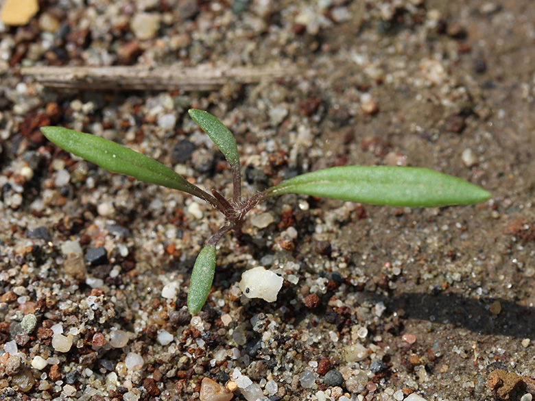 Senecio inaequidens