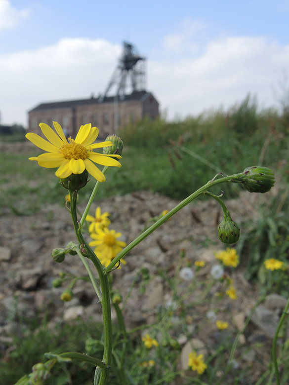 Senecio inaequidens
