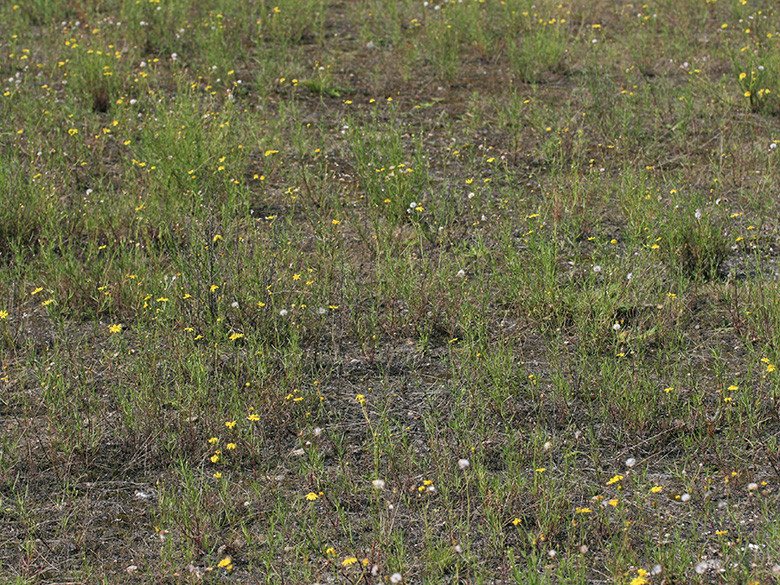 Senecio inaequidens