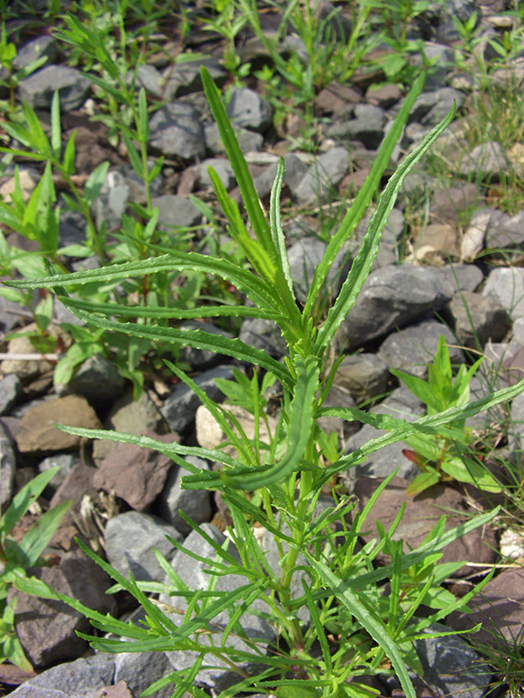 Senecio inaequidens