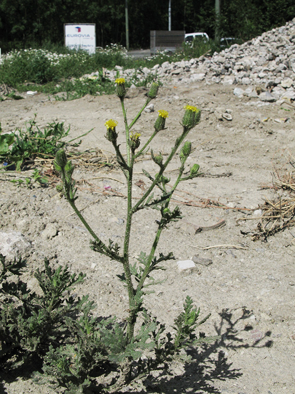 Senecio viscosus