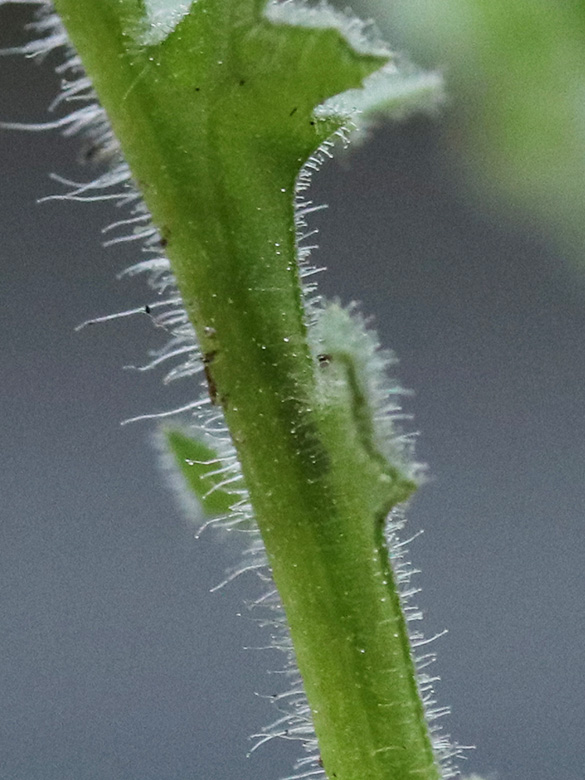 Senecio viscosus