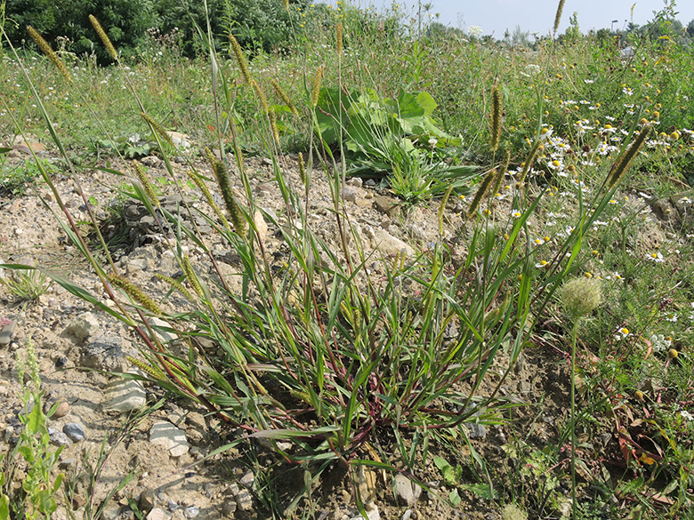 Setaria pumila