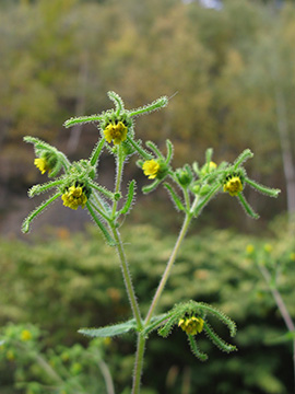 Sigesbeckia serrata