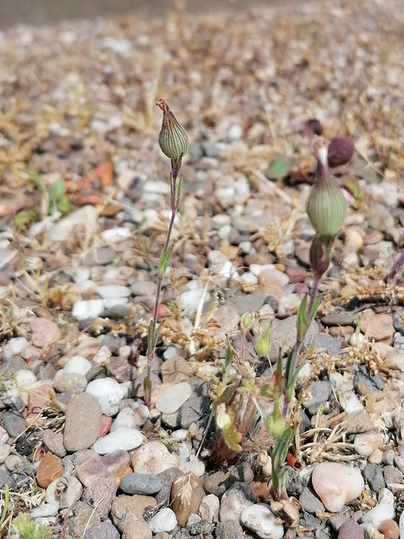 Silene conica