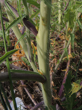 Sisymbrium altissimum
